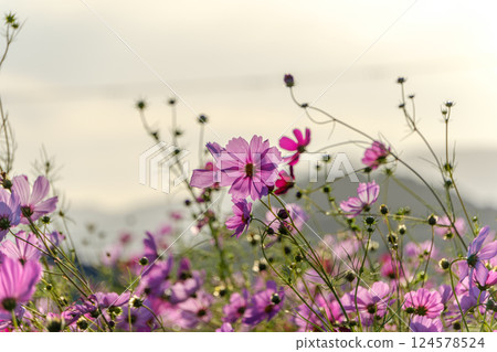 Cosmos field swaying at dusk 124578524