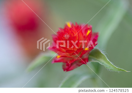 千日紅的熱情花朵 124578525