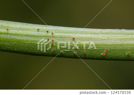 Red spider mite on crop branch 124578530