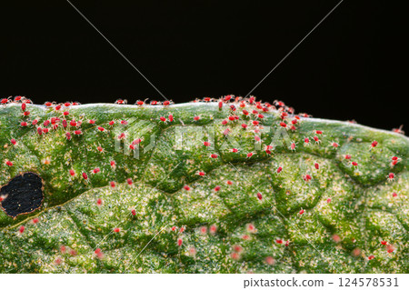 Red spider mite on plant leaves 124578531