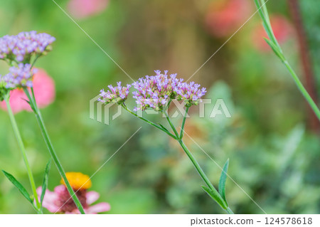 Verbena bonariensis decorates the summer garden 124578618