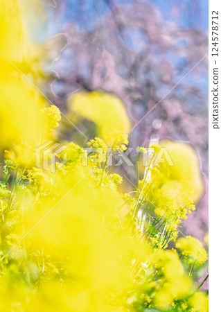 Rape blossoms and weeping cherry blossoms at Josenji Temple. "A natural monument, the weeping cherry tree is over 300 years old." Gokase Town, Nishiusuki District, Miyazaki Prefecture 124578712