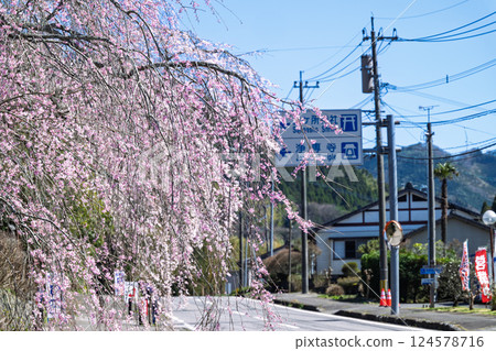 寺門前，城泉寺的指示牌和櫻花。 「天然紀念物，樹齡超過300年的垂枝櫻花樹」 宮崎縣西臼杵郡五瀨町 124578716