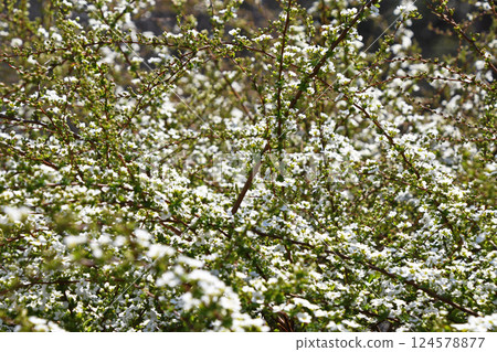 Yukiyanagi (Yukiyanagi) 124578877