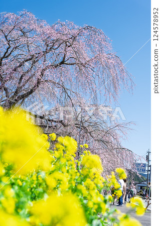 Rape blossoms and weeping cherry blossoms at Josenji Temple. "A natural monument, the weeping cherry tree is over 300 years old." Gokase Town, Nishiusuki District, Miyazaki Prefecture Rape blossoms and weeping cherry blossoms at Josenji Temple. "A natural monument, the weeping cherry tree is over 300 years old." Gokase Town, Nishiusuki District, Miyazaki Prefecture 124578952