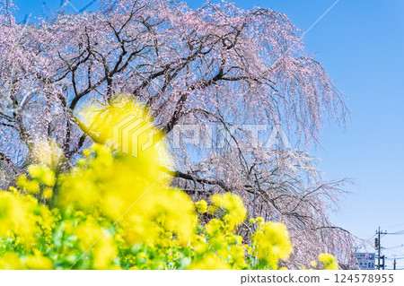 Rape blossoms and weeping cherry blossoms at Josenji Temple. "A natural monument, the weeping cherry tree is over 300 years old." Gokase Town, Nishiusuki District, Miyazaki Prefecture 124578955