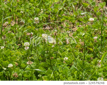白三葉草花和菜粉蝶 白三葉草花和菜粉蝶 124579248