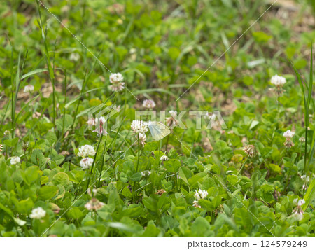 White clover flower and cabbage white butterfly 124579249