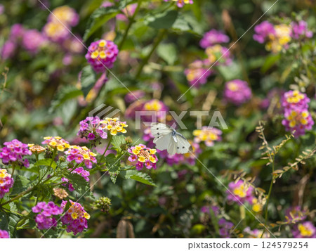 馬纓丹花和菜粉蝶 124579254
