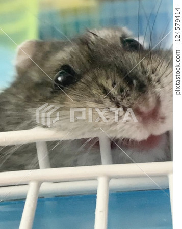 倉鼠咬籠子 124579414