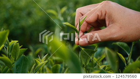 Woman Hand holding harvest plucking black green tea herbal agriculture. Woman work Black Tea farm harvest. hand plucking green tea tree picking bud young tender camellia sinensis leaves organic farm Woman Hand holding harvest plucking black green tea herbal agriculture. Woman work Black Tea farm harvest. hand plucking green tea tree picking bud young tender camellia sinensis leaves organic farm 124579560
