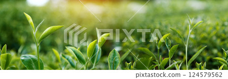 Banner Green tea tree leaves camellia sinensis organic farm sunlight. Panorama Fresh young tender bud herbal farm in morning. Banner Sunlight Green tea tree plant. Wide Green Tea Tree with copy space 124579562