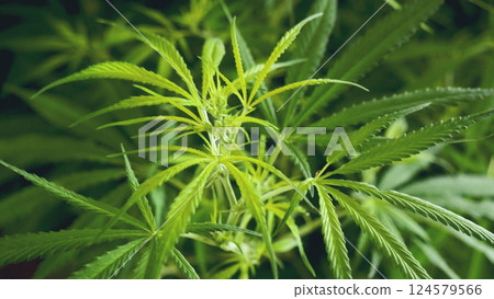 Green weed Marijuana tree cannabis plant narcotic herbal in CBC greenhouse. Hemp leaf made cannabis crude oil medicine farm. CBC, THC herb agriculture Weed leaf Drug. Medicine sustainability concept Green weed Marijuana tree cannabis plant narcotic herbal in CBC greenhouse. Hemp leaf made cannabis crude oil medicine farm. CBC, THC herb agriculture Weed leaf Drug. Medicine sustainability concept 124579566