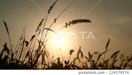 Grass field sunset Beautiful landscape with grasses meadow on sunlight. Countryside heaven amazing field scene grass meadow on sunbeam nature dawn. Sunset dawn landscape vibrant scenery horizontal Grass field sunset Beautiful landscape with grasses meadow on sunlight. Countryside heaven amazing field scene grass meadow on sunbeam nature dawn. Sunset dawn landscape vibrant scenery horizontal 124579574