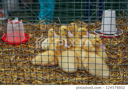 picture of ducklings in the cage 124579802
