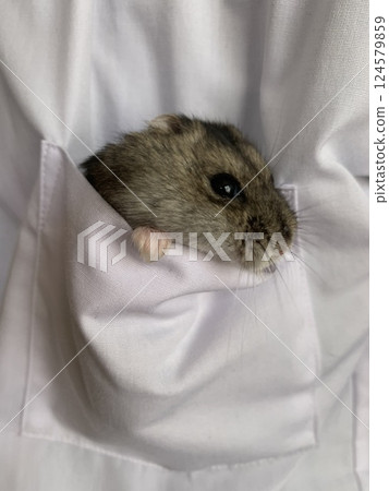Pocket Hamster 124579859
