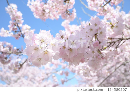 Cherry blossoms in full bloom shining in the blue sky Cherry blossoms in full bloom shining in the blue sky 124580207