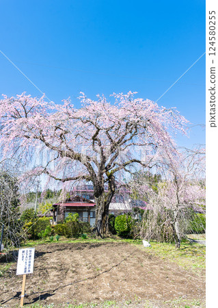 The weeping cherry tree of the Harada family stands tall against the backdrop of the spring sky. "This weeping cherry tree is said to be a seedling of the weeping cherry tree at Josenji Temple." Gokase Town, Nishiusuki District, Miyazaki Prefecture 124580255