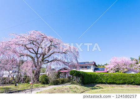 原田家的垂枝櫻花樹在春天的天空的襯托下巍峨聳立。 「據說這棵垂枝櫻花樹是承仙寺的垂枝櫻花樹的幼苗。」宮崎縣西臼杵郡五瀨町 原田家的垂枝櫻花樹在春天的天空的襯托下巍峨聳立。 「據說這棵垂枝櫻花樹是承仙寺的垂枝櫻花樹的幼苗。」宮崎縣西臼杵郡五瀨町 124580257