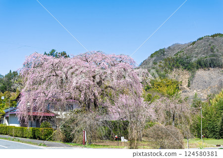 原田家的垂枝櫻花樹在春天的天空的襯托下巍峨聳立。 「據說這棵垂枝櫻花樹是承仙寺的垂枝櫻花樹的幼苗。」宮崎縣西臼杵郡五瀨町 124580381