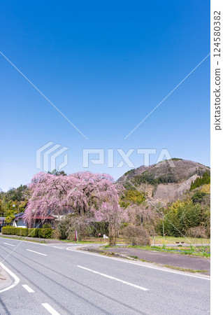 原田家的垂枝櫻花樹在春天的天空的襯托下巍峨聳立。 「據說這棵垂枝櫻花樹是承仙寺的垂枝櫻花樹的幼苗。」宮崎縣西臼杵郡五瀨町 原田家的垂枝櫻花樹在春天的天空的襯托下巍峨聳立。 「據說這棵垂枝櫻花樹是承仙寺的垂枝櫻花樹的幼苗。」宮崎縣西臼杵郡五瀨町 124580382