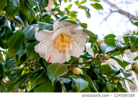 White camellia with red vertical stripes 'Kick Off' [Theaceae] 124580386