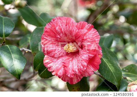 The large, double-flowered camellia 'Kusa-shi-arai' (Theaceae) is beautiful. The large, double-flowered camellia 'Kusa-shi-arai' (Theaceae) is beautiful. 124580391