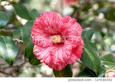 大型重瓣山茶花‘Kusa-shi-arai’(山茶科)非常美麗。 大型重瓣山茶花‘Kusa-shi-arai’(山茶科)非常美麗。 124580392