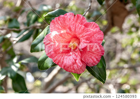 大型重瓣山茶花‘Kusa-shi-arai’(山茶科)非常美麗。 大型重瓣山茶花‘Kusa-shi-arai’(山茶科)非常美麗。 124580393