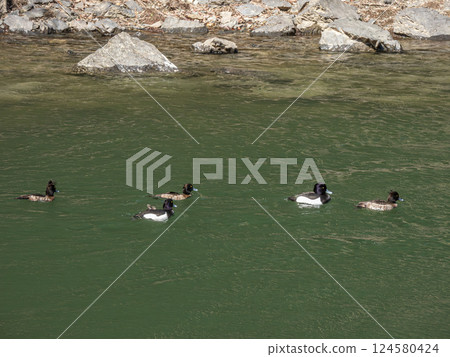 Tufted ducks swimming in the Uji River, Uji City 124580424