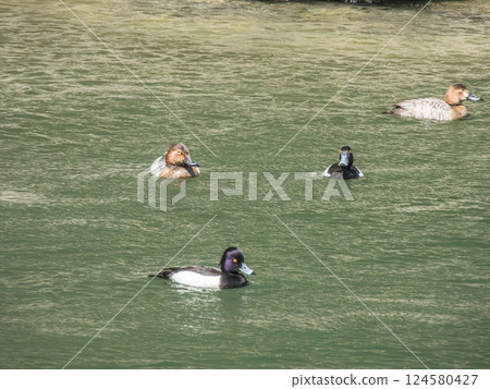 A male Tufted Duck and a female Tufted Duck swimming in the Uji River, Uji City 124580427