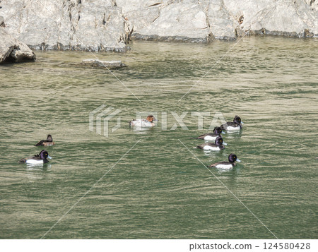 Ducks swimming in the Uji River, Tufted Duck, Common Pochard, Uji City Ducks swimming in the Uji River, Tufted Duck, Common Pochard, Uji City 124580428