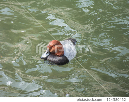 A male duck swimming in the river, Uji River, Uji City A male duck swimming in the river, Uji River, Uji City 124580432