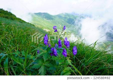 大朝日山烏頭 大朝日山烏頭 124580492
