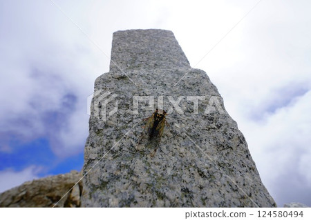 A cicada resting on a triangulation point on Mt. Oasahi 124580494