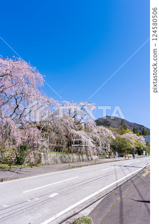 Blue sky and weeping cherry blossoms at Josenji Temple "Natural Monument: Weeping cherry tree over 300 years old" Gokase Town, Nishiusuki District, Miyazaki Prefecture 124580506