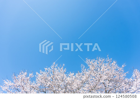 承泉寺的藍天與櫻花 「天然紀念物:樹齡超過300年的垂枝櫻花樹」 宮崎縣西臼杵郡五瀨町 承泉寺的藍天與櫻花 「天然紀念物:樹齡超過300年的垂枝櫻花樹」 宮崎縣西臼杵郡五瀨町 124580508