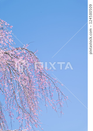 Blue sky and weeping cherry blossoms at Josenji Temple "Natural Monument: Weeping cherry tree over 300 years old" Gokase Town, Nishiusuki District, Miyazaki Prefecture 124580509