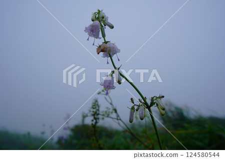 糸岳登山道上的風鈴草 124580544