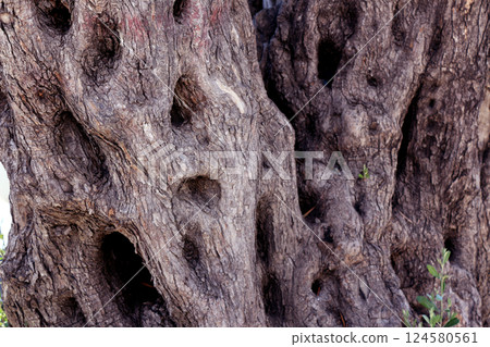 Background Twisted, gnarled tree bark with holes, Avicennia germinans 124580561