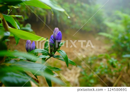 Gentian buds on the Ito-dake hiking trail Gentian buds on the Ito-dake hiking trail 124580691