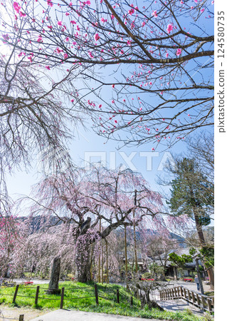 承泉寺的垂枝櫻花樹在春日的陽光下閃閃發光。 「天然紀念物,樹齡超過300年的垂枝櫻花」宮崎縣五瀨町 承泉寺的垂枝櫻花樹在春日的陽光下閃閃發光。 「天然紀念物,樹齡超過300年的垂枝櫻花」宮崎縣五瀨町 124580735