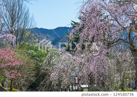 The weeping cherry tree at Josenji Temple shines in the spring sunshine. "A natural monument, the weeping cherry tree is over 300 years old" Gokase Town, Miyazaki Prefecture 124580736