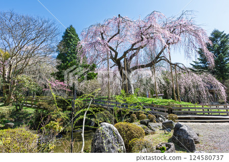The weeping cherry tree at Josenji Temple shines in the spring sunshine. "A natural monument, the weeping cherry tree is over 300 years old" Gokase Town, Miyazaki Prefecture 124580737