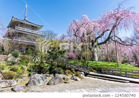 The weeping cherry tree at Josenji Temple shines in the spring sunshine. "A natural monument, the weeping cherry tree is over 300 years old" Gokase Town, Miyazaki Prefecture 124580740
