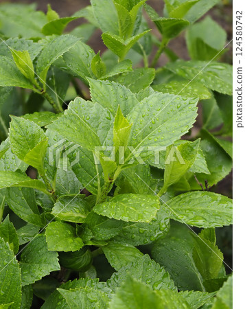 Hydrangea leaves wet with rain Hydrangea leaves wet with rain 124580742