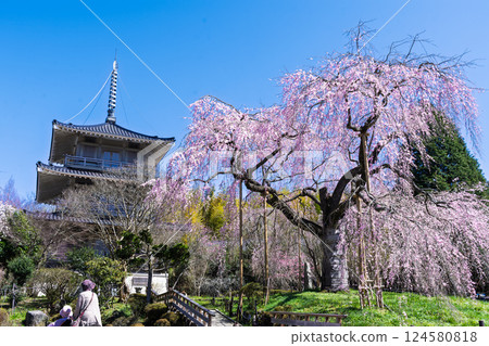 The weeping cherry tree at Josenji Temple shines in the spring sunshine. "A natural monument, the weeping cherry tree is over 300 years old" Gokase Town, Miyazaki Prefecture The weeping cherry tree at Josenji Temple shines in the spring sunshine. "A natural monument, the weeping cherry tree is over 300 years old" Gokase Town, Miyazaki Prefecture 124580818