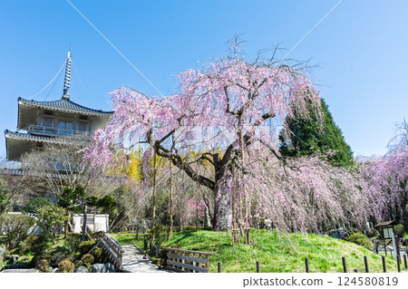 The weeping cherry tree at Josenji Temple shines in the spring sunshine. "A natural monument, the weeping cherry tree is over 300 years old" Gokase Town, Miyazaki Prefecture 124580819
