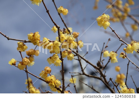 A landscape of blue skies and yellow-petaled yarrow flowers in full bloom A landscape of blue skies and yellow-petaled yarrow flowers in full bloom 124580838