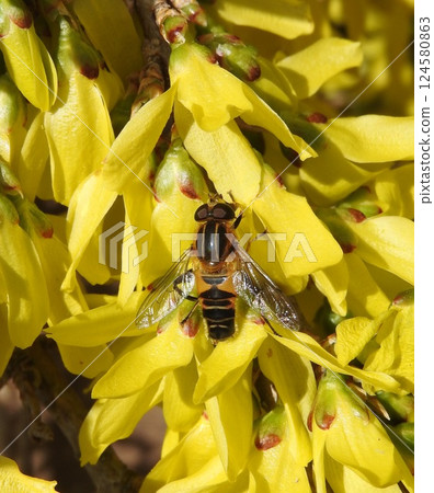 一隻雄性「Ashibuto 食蚜蠅」停歇在連翹花上 一隻雄性「Ashibuto 食蚜蠅」停歇在連翹花上 124580863